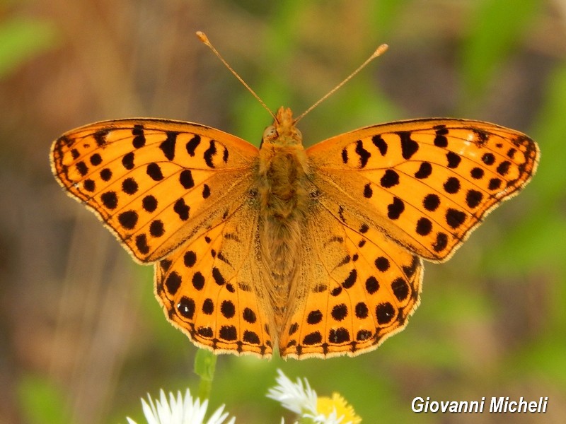 Parco del Ticino 13.6.15